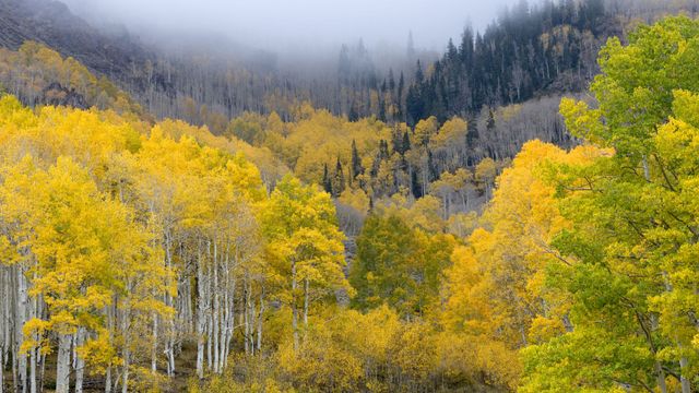 Most Beautiful Forests in America - American Forests