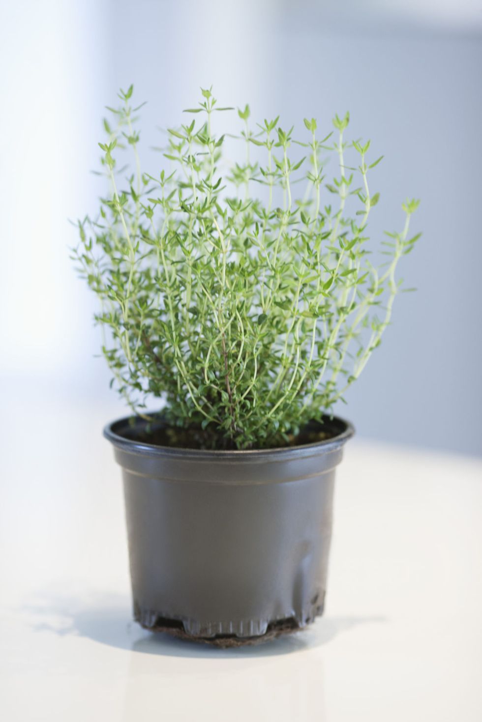 Flowerpot, Leaf, Interior design, Herb, Annual plant, Houseplant, Plant stem, Vase, Subshrub, Pottery, 