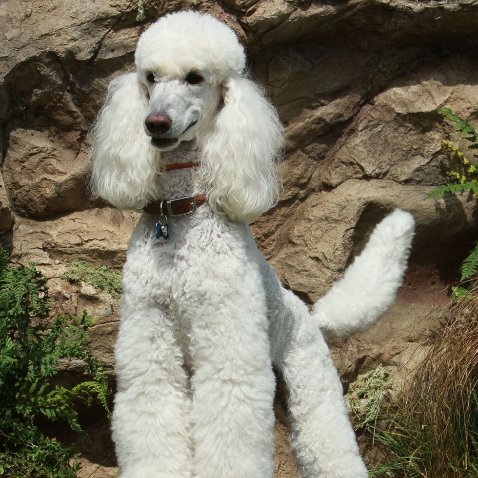 poodle most popular dog breeds