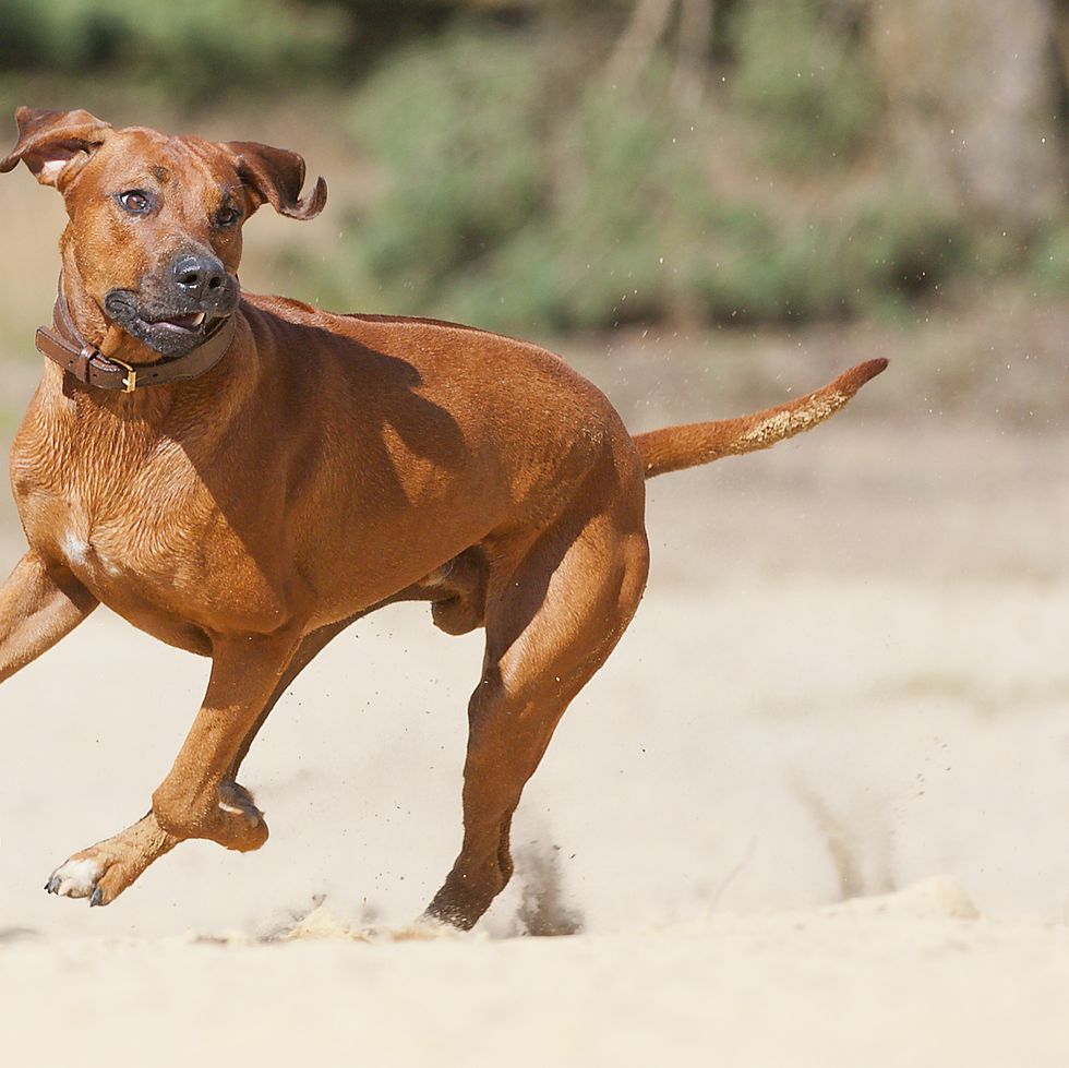 Who Knew Fido Could Be Fancy? Uncovering the Quirky Traits of Unique Dog Breeds