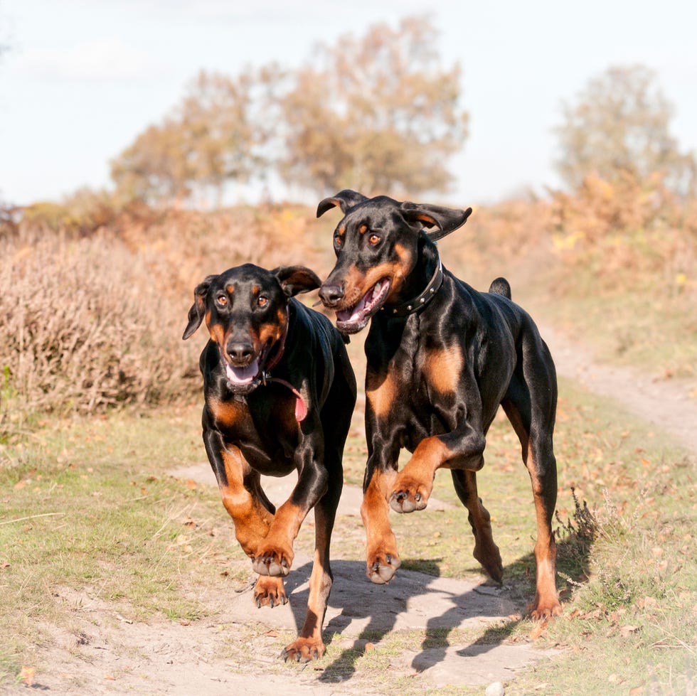 doberman pinscher most popular dog breeds