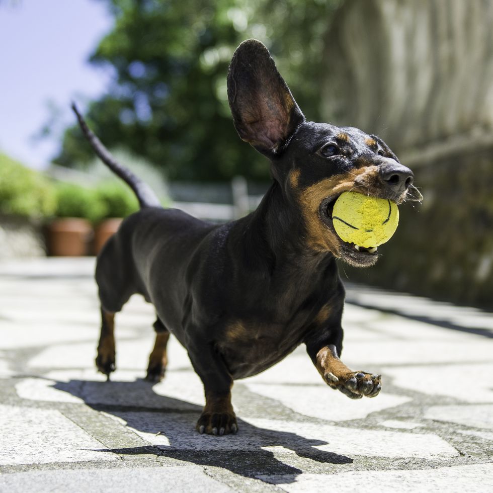 dachshunds most popular dog breeds