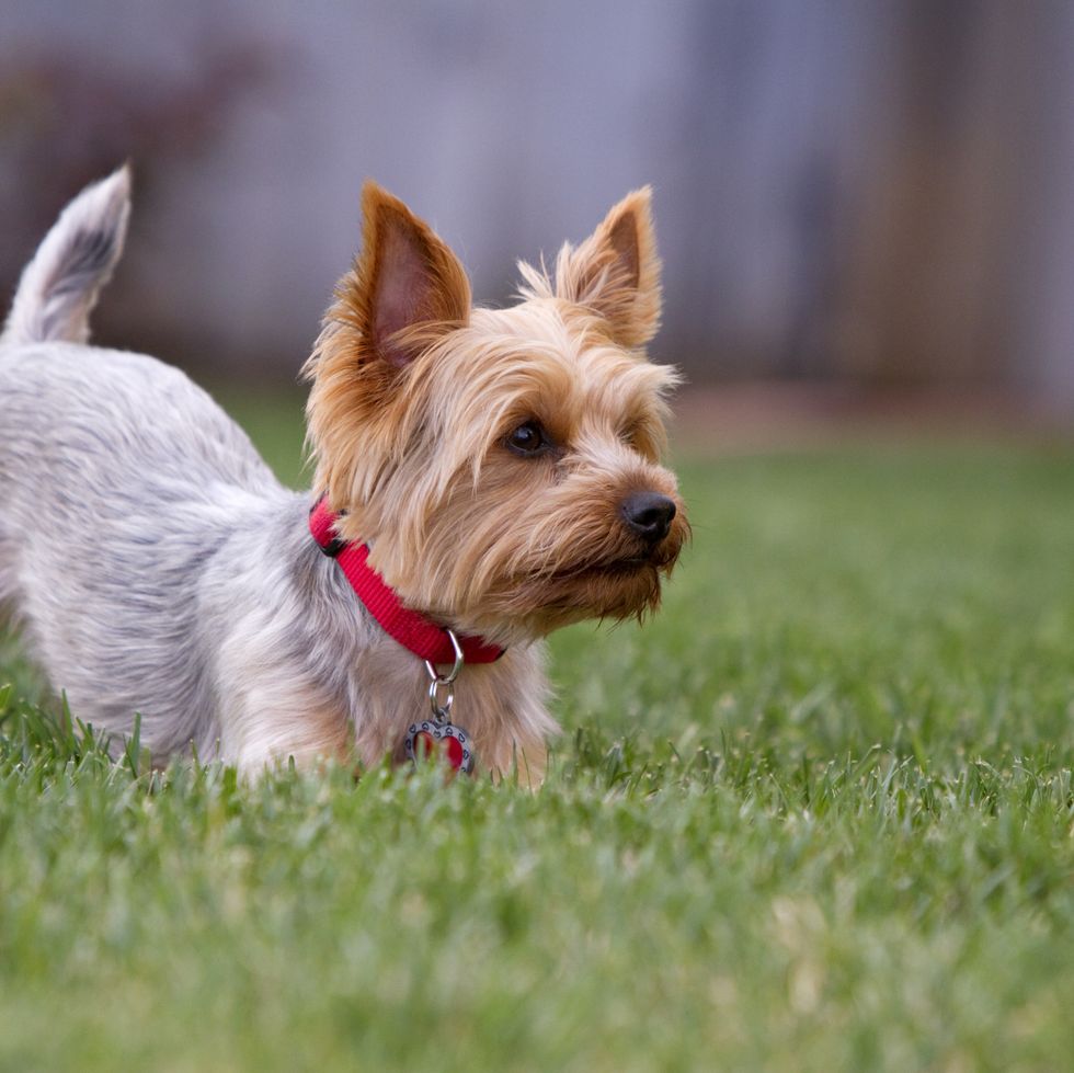 dog breed, carnivore, dog, mammal, vertebrate, snout, terrier, small terrier, toy dog, working animal, most popular dog breeds