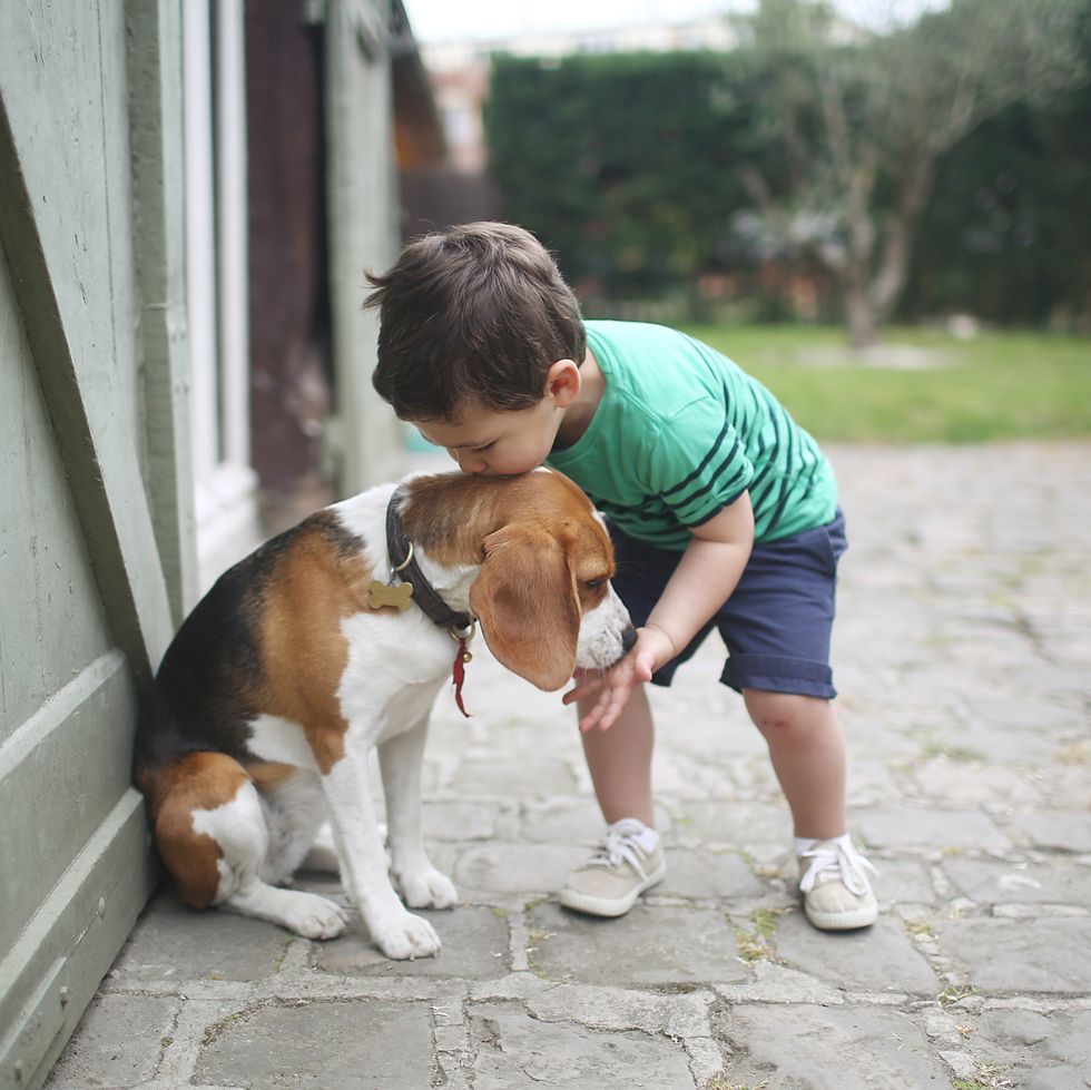 beagle, most popular dog breeds
