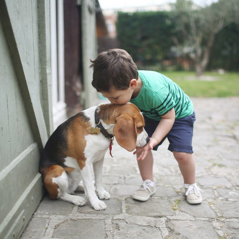 beagle, most popular dog breeds