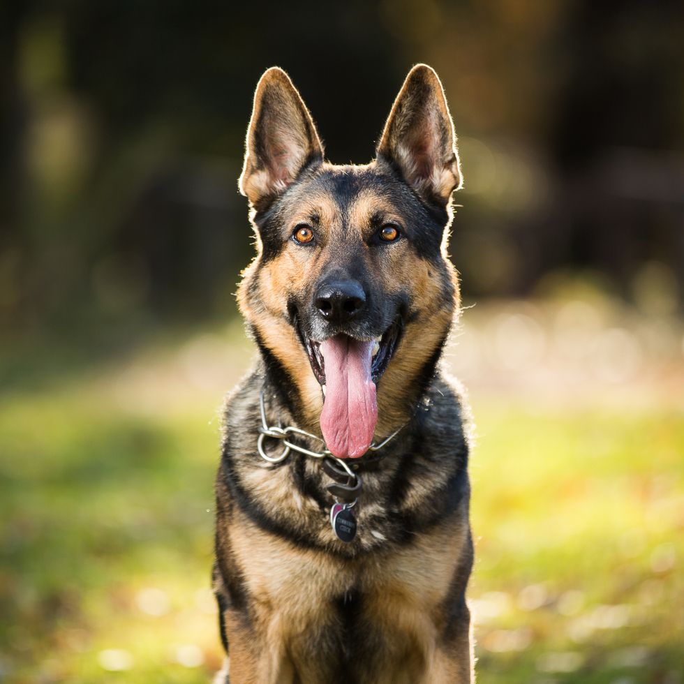 german shepherd most popular dog breeds