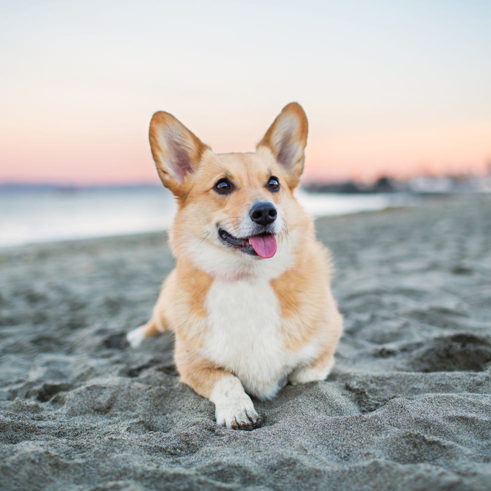 dog breed, dog, carnivore, pembroke welsh corgi, most popular dog breeds