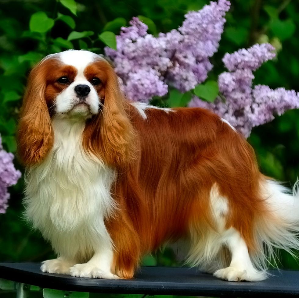 dog breed, vertebrate, dog, carnivore, flower, petal, lavender, purple, toy dog, cavalier king charles spaniel, most popular dog breeds