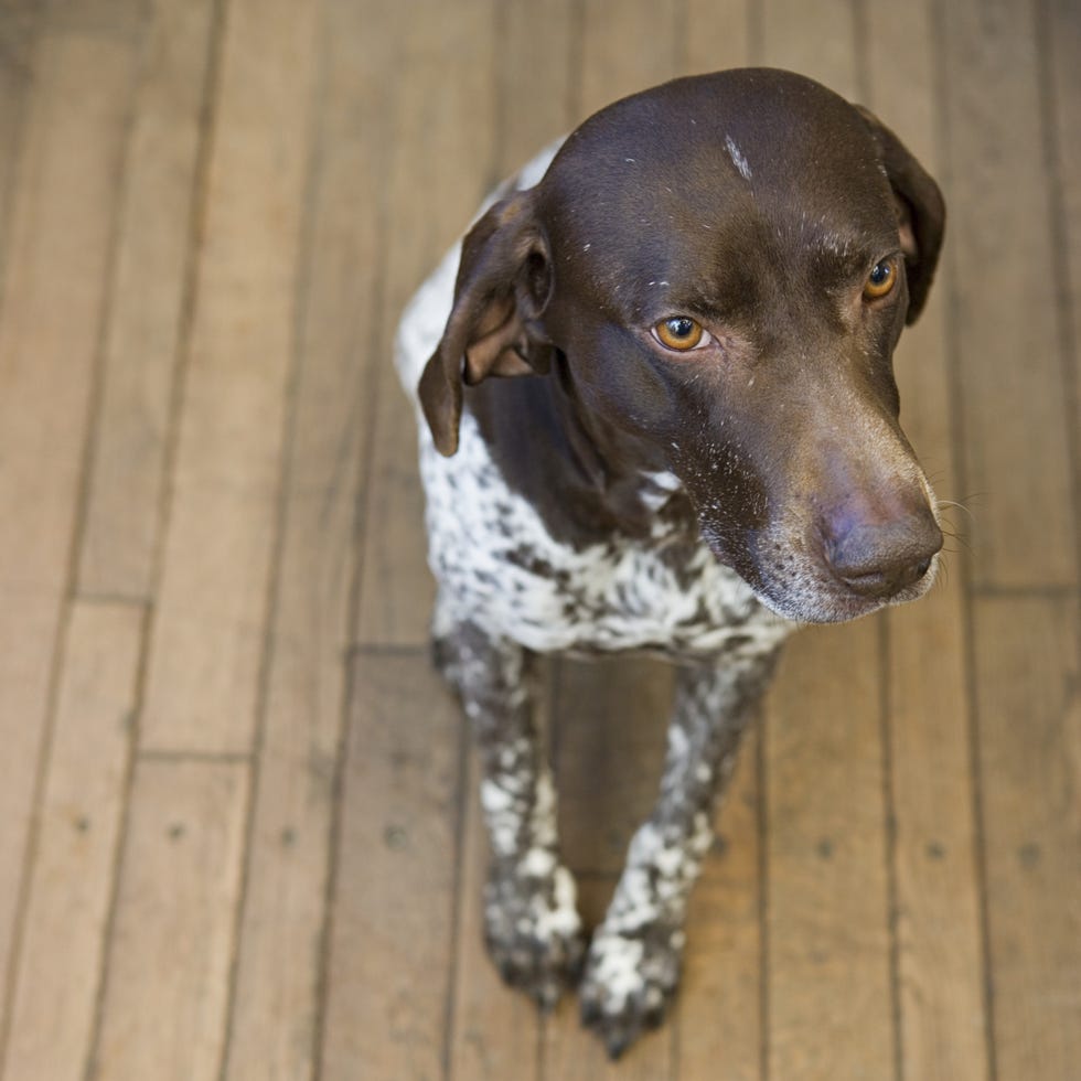 German Shorthaired Pointer most popular dog breeds german shorthaired pointer most popular dog breeds