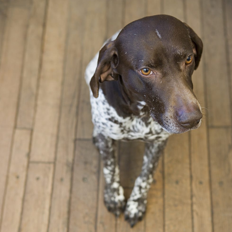 german shorthaired pointer most popular dog breeds