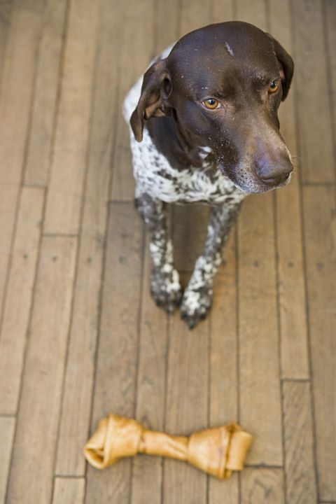 Most Popular Dog Breeds — America's Favorite Dog Breeds