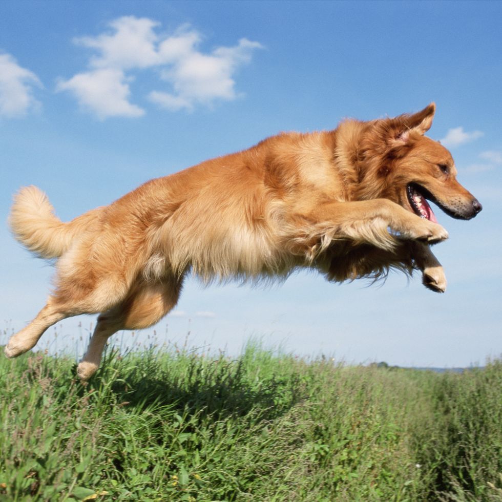 golden retriever most popular dog breeds