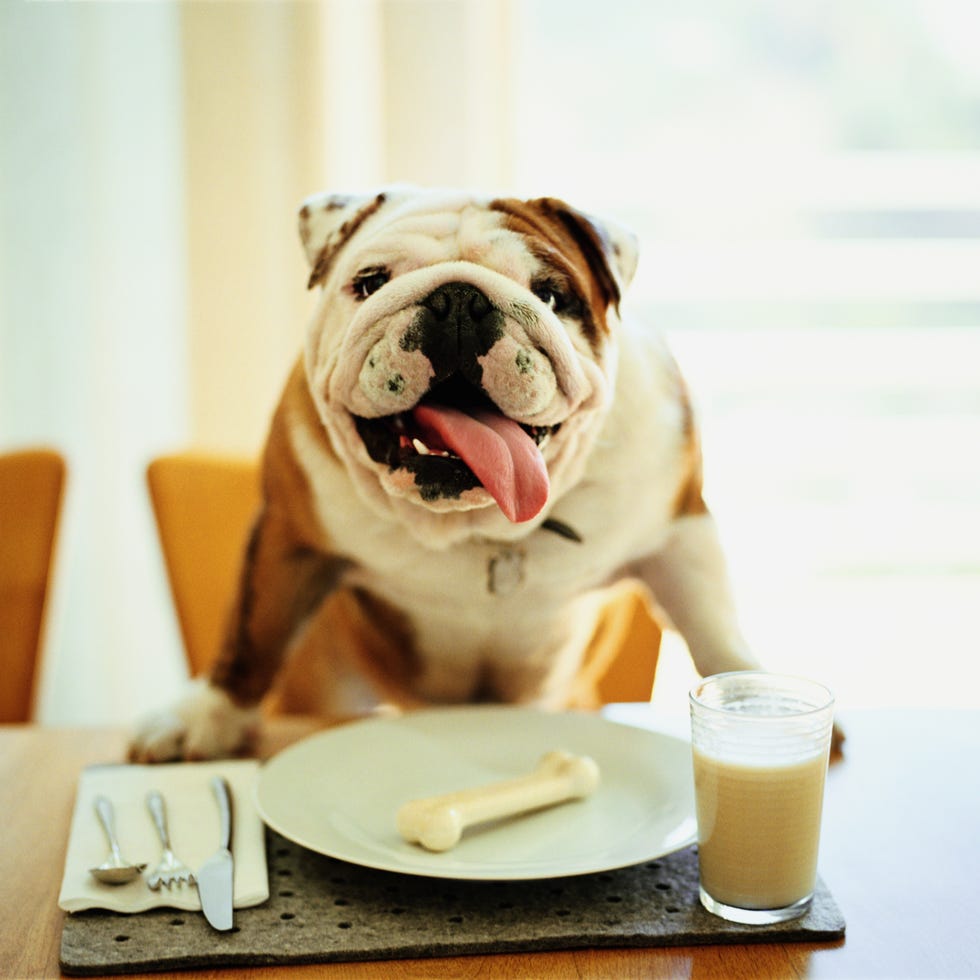 bulldog most popular dog breeds bulldog most popular dog breeds