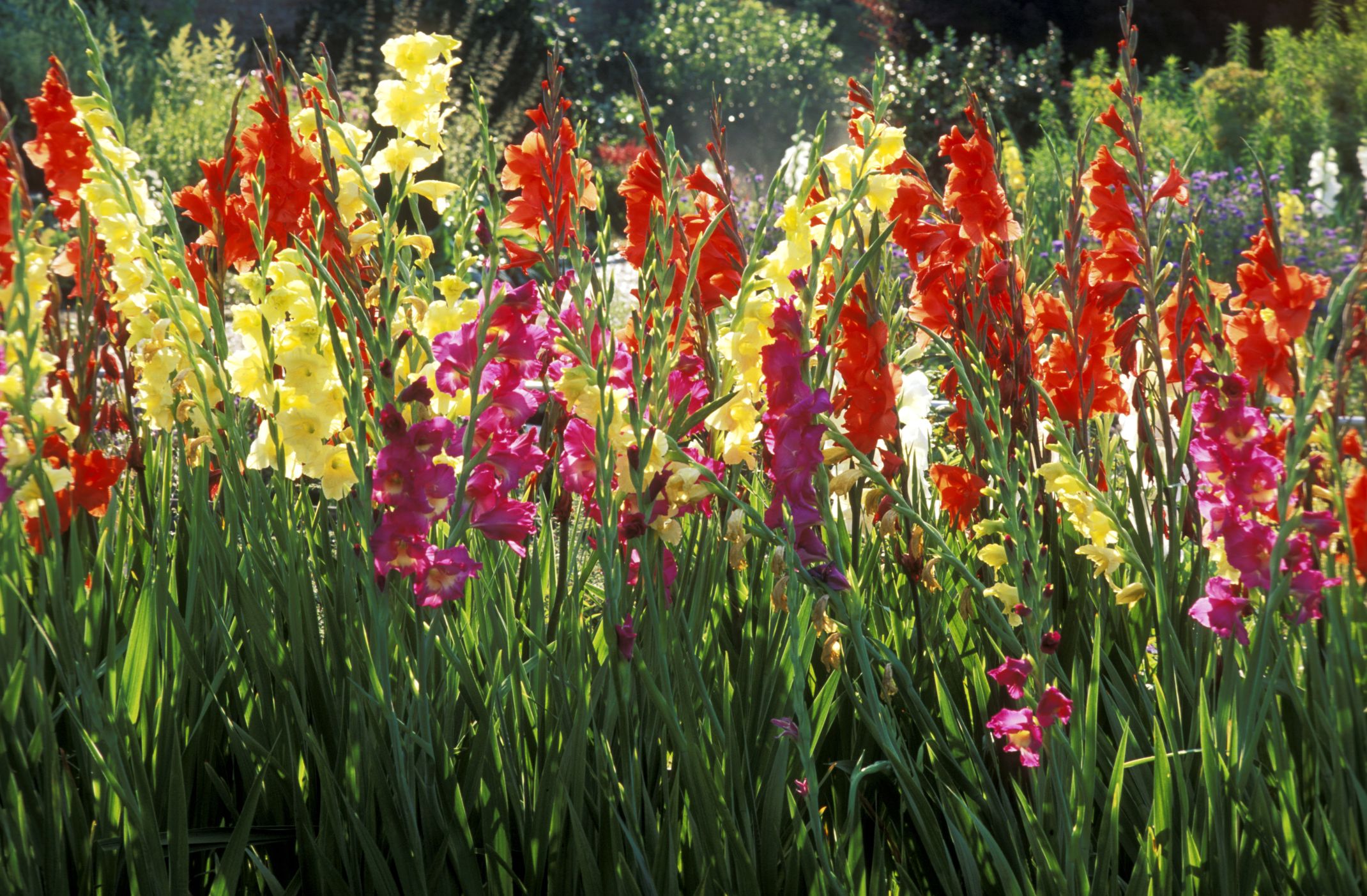 55 Best Types Of Flowers Pretty Pictures Garden