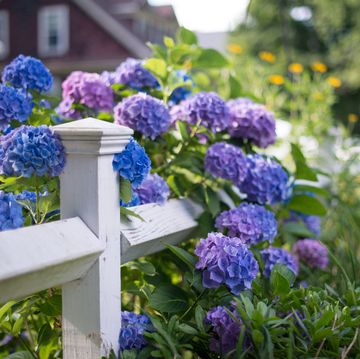 blue, flower, lavender, purple, plant, hydrangea, hydrangeaceae, flowering plant, botany, spring,