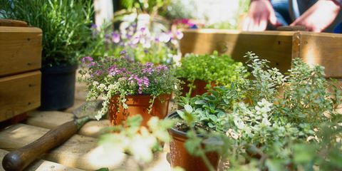 Plant, Flowerpot, Shrub, Garden, Herb, Cabinetry, Groundcover, Houseplant, Annual plant, Drawer, 