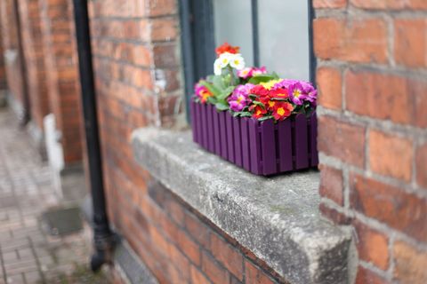 Brick, Petal, Flower, Brickwork, Wall, Purple, Flower Arranging, Floristry, Floral design, Cut flowers, 