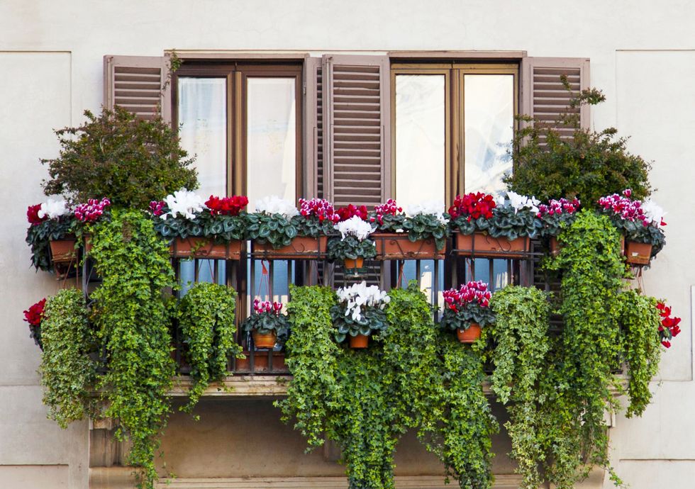 Plant, Flower, Wall, Flowerpot, House, Facade, Floristry, Fixture, Balcony, Houseplant, 