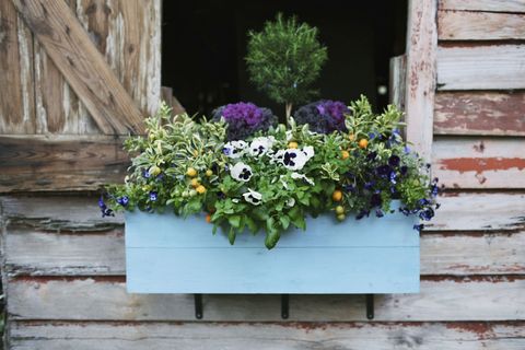 Blue, Wood, Flower, Purple, Shrub, Lavender, Majorelle blue, Garden, Annual plant, Flowering plant, 