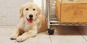 Labrador retriever on kitchen floor