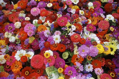 Flower, Petal, Purple, Magenta, Floristry, Orange, Violet, Flowering plant, Annual plant, Daisy family, 