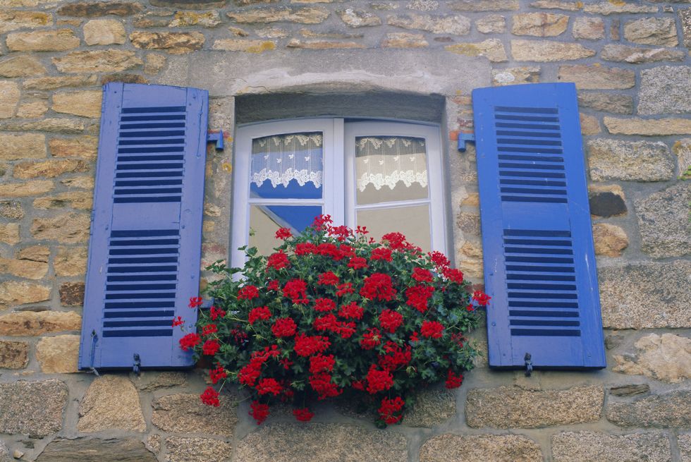 Blue, Wall, Flower, Fixture, Majorelle blue, Azure, Rectangle, Coquelicot, Concrete, Annual plant, 