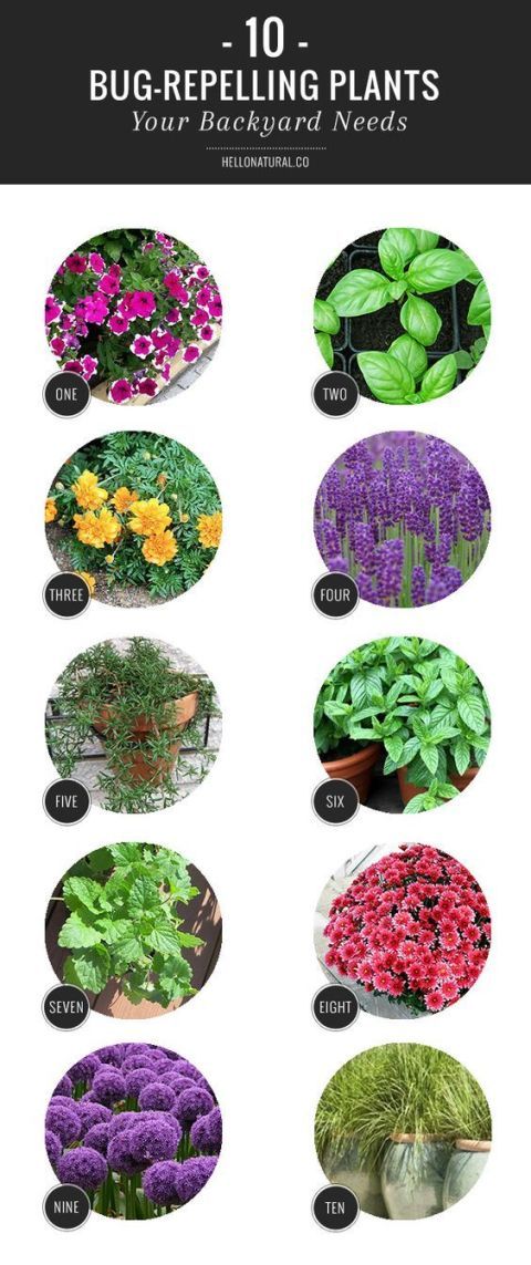Green, Purple, Leaf, Violet, Colorfulness, Botany, World, Leaf vegetable, Magenta, Lavender, 