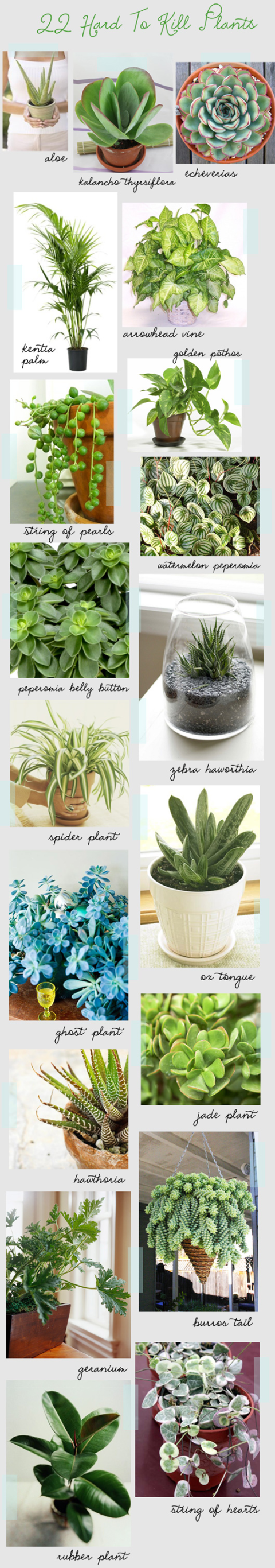 Green, Organism, Plant, Leaf, Photograph, Flowerpot, White, Botany, Terrestrial plant, Interior design, 