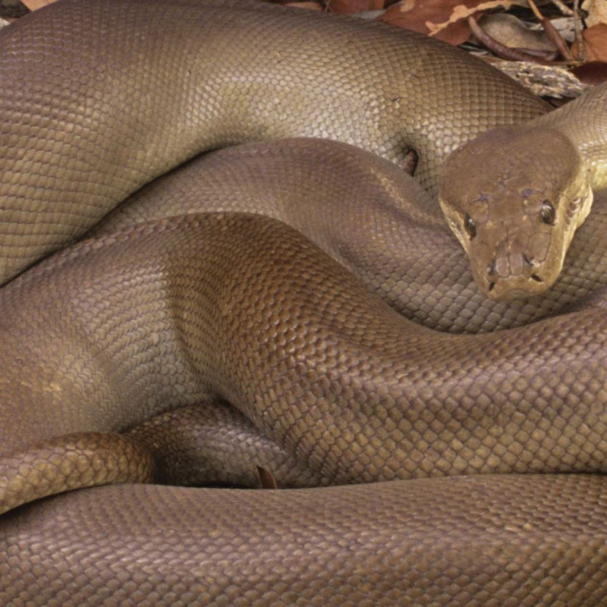 Python takes bathroom break in national park ladies' room