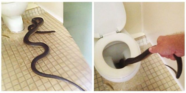 Well there is a water snake living in my toilet somehow : r/Wellthatsucks