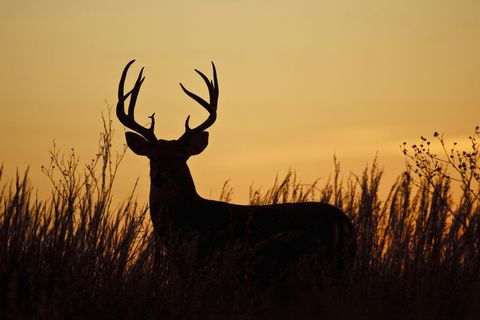 Antler, Wildlife, Atmospheric phenomenon, Sky, Deer, Elk, Morning, Horn, Silhouette, Grass family, 