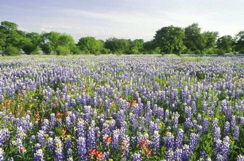 Flower, Flowering plant, Lupin, Plant, Lavender, English lavender, Lavender, Bluebonnet, Wildflower, Meadow, 