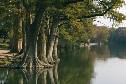Tree, Reflection, Nature, Water, Bayou, Natural landscape, Bank, Natural environment, River, Vegetation, 