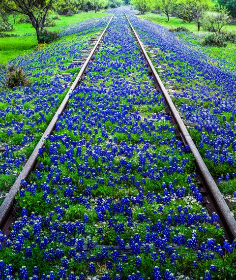 Bluebonnet, Flower, Plant, texas bluebonnet, Lupin, Flowering plant, Spring, Wildflower, Groundcover, Crop, 