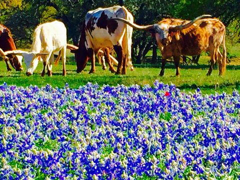 Bluebonnet, Flower, Plant, Flowering plant, Lupin, Bovine, texas bluebonnet, Wildflower, Dairy cow, Meadow, 