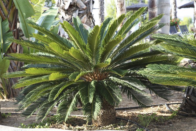 Sago Palm Plant and Dogs - The Popular Southern Plant is Killing Dogs ...