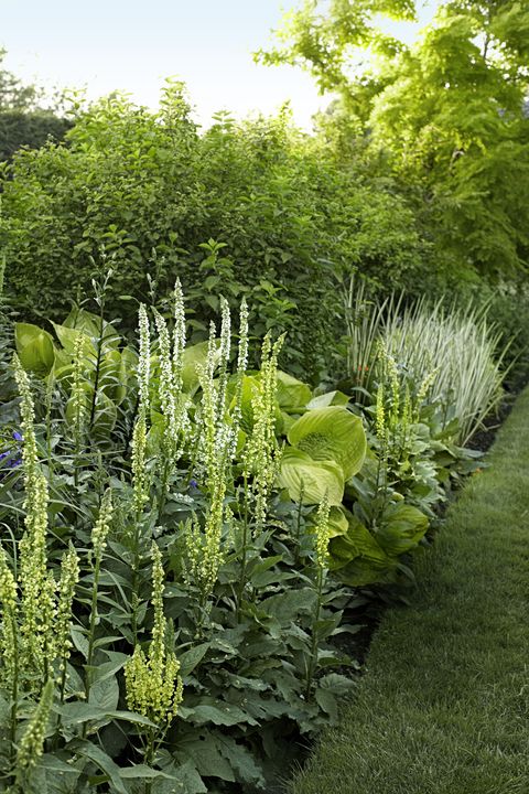 9 Privacy Landscaping Ideas Garden Screening Ideas