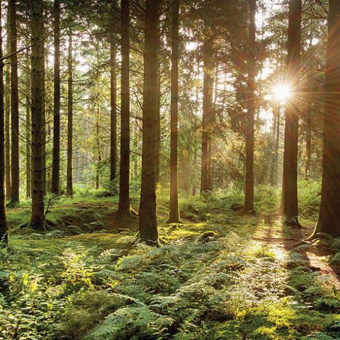 What is Forest Bathing? - Being Outdoors is Good for Your Health
