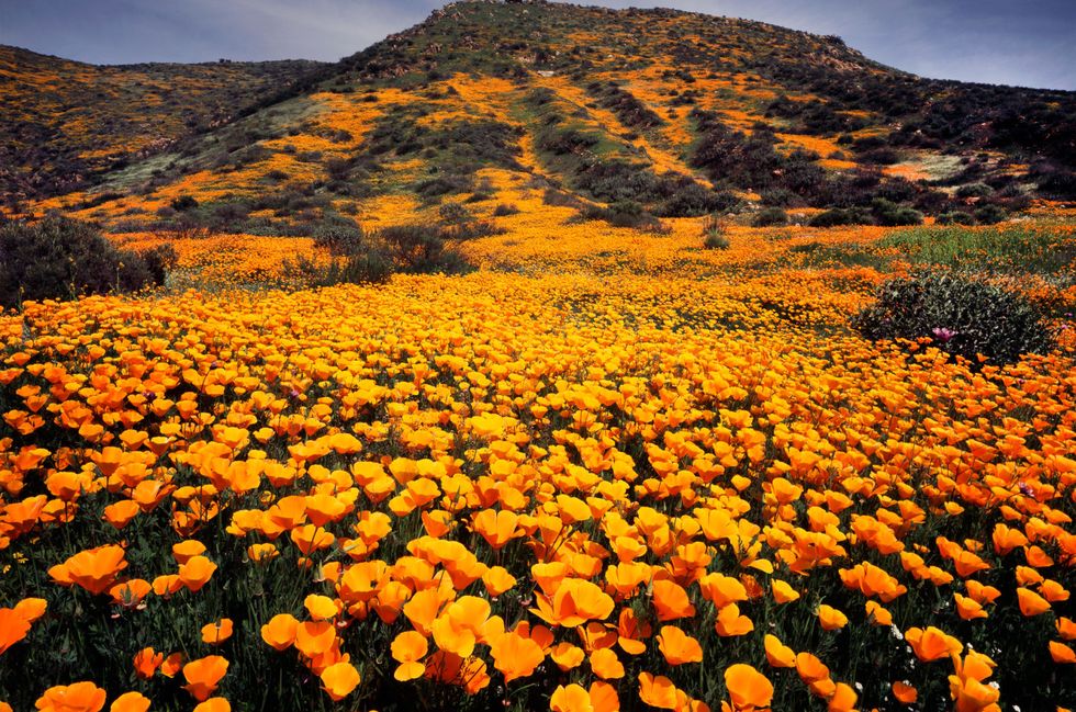Orange, Flower, Plant community, Mountain, Petal, Wildflower, Wilderness, Groundcover, Tundra, Annual plant, 
