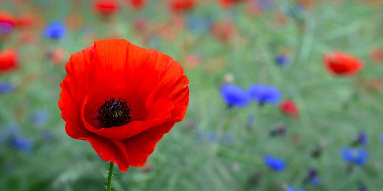 Image result for Poppy flower