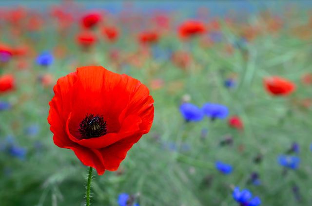 Blue, Natural environment, Plant, Flower, Petal, Red, Colorfulness, Poppy, Wildflower, Flowering plant, 