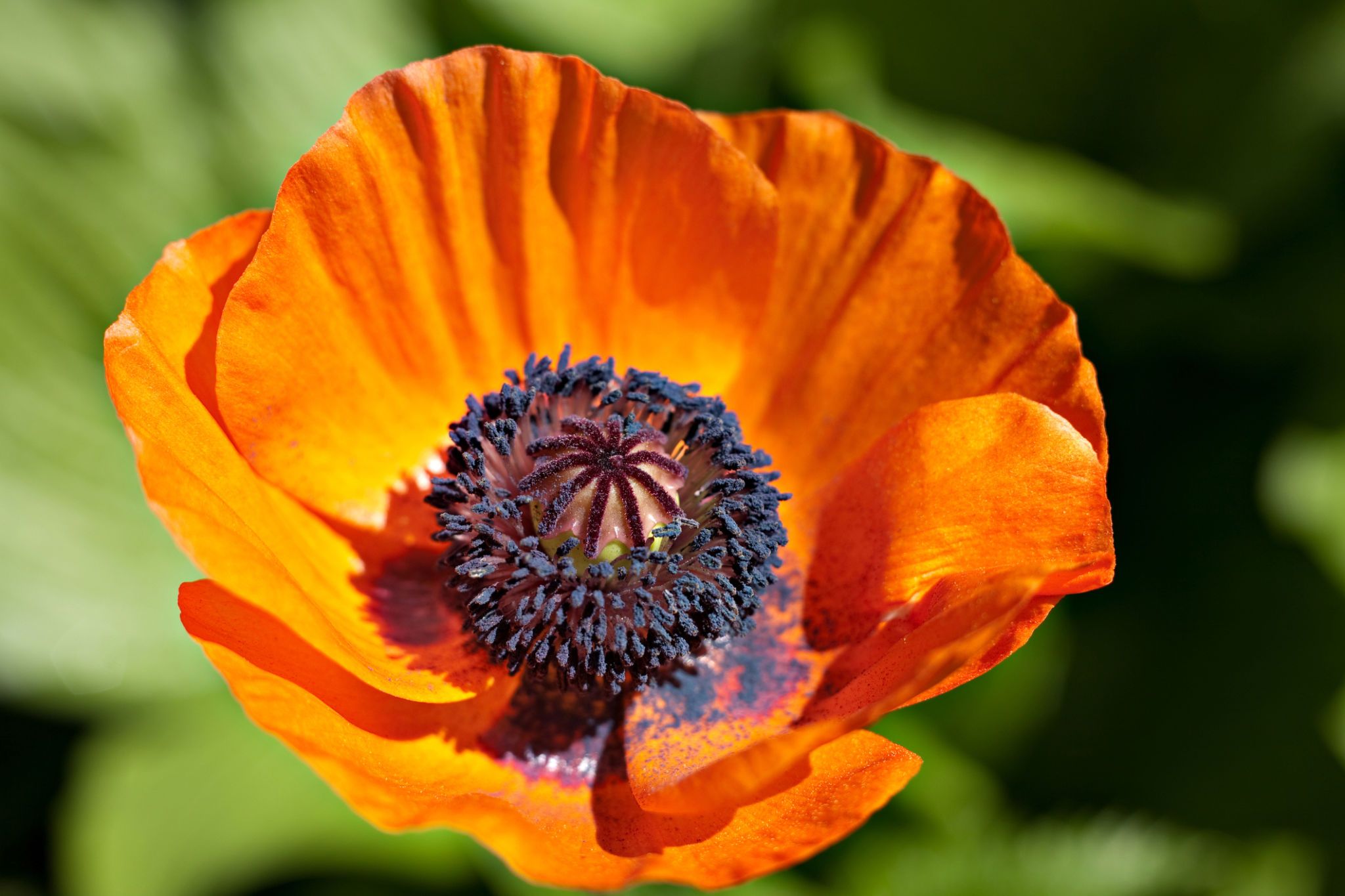 Poppy Flower — Symbolism Of Red Poppies