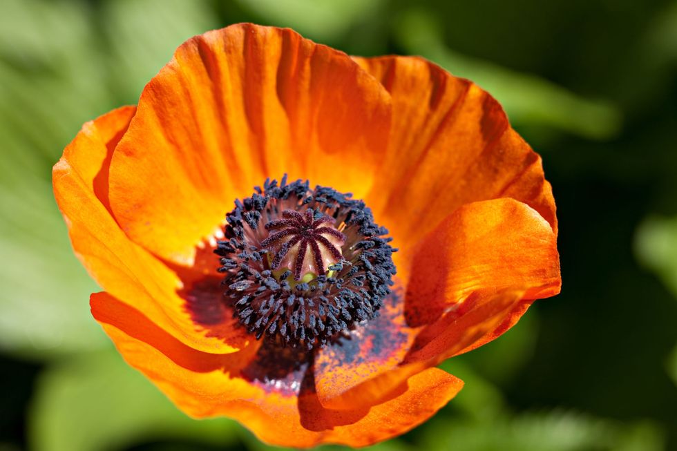 Flower, Petal, Orange, Flowering plant, Colorfulness, Close-up, Poppy family, Coquelicot, Wildflower, Pollen, 