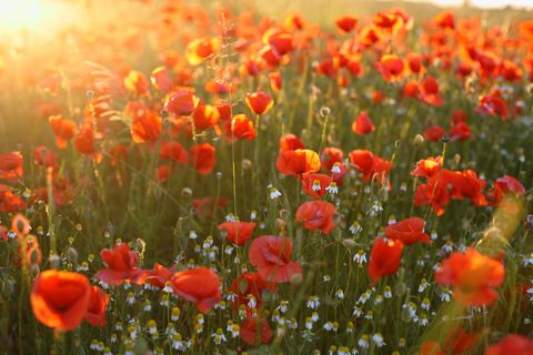 Natural environment, Plant, Natural landscape, Flower, Red, Field, Poppy, Coquelicot, Ecoregion, Botany, 