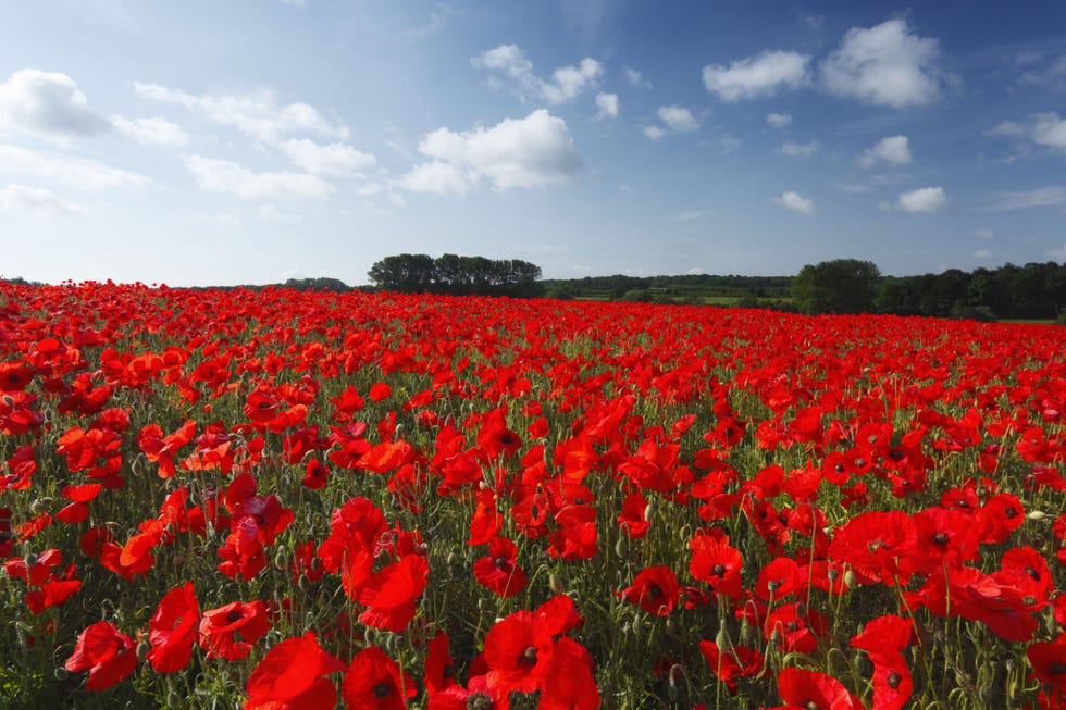 Plant, Flower, Agriculture, Petal, Red, Field, Poppy, Ecoregion, Flowering plant, Carmine, 