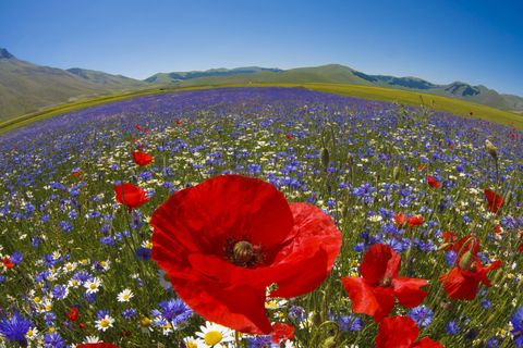 Poppy Flower — Symbolism of Red Poppies