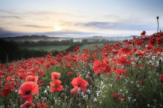 Poppy Flower — Symbolism of Red Poppies