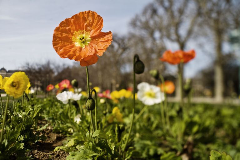 Poppy Flower — Symbolism of Red Poppies