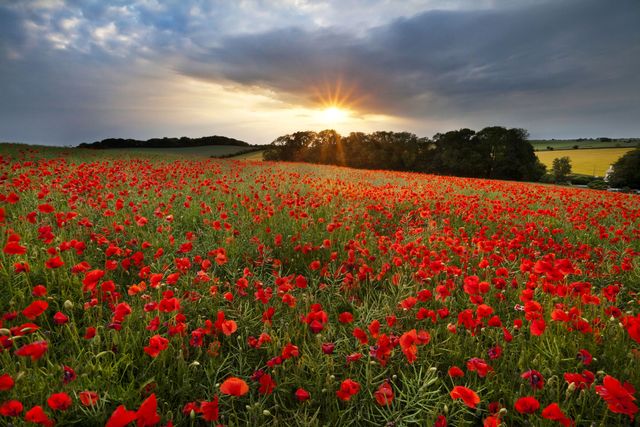 Poppy Flower — Symbolism of Red Poppies