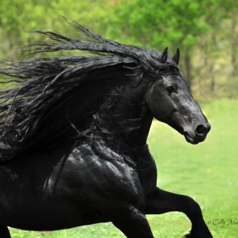 Horse, Vertebrate, Working animal, Terrestrial animal, Mane, Ecoregion, Snout, Sculpture, Stallion, Mustang horse, 